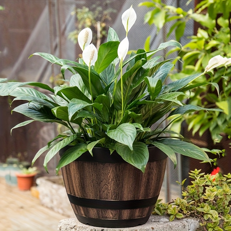 Durable Plastic Round Elegant  – Aloe Vera Pot recenzja i cena