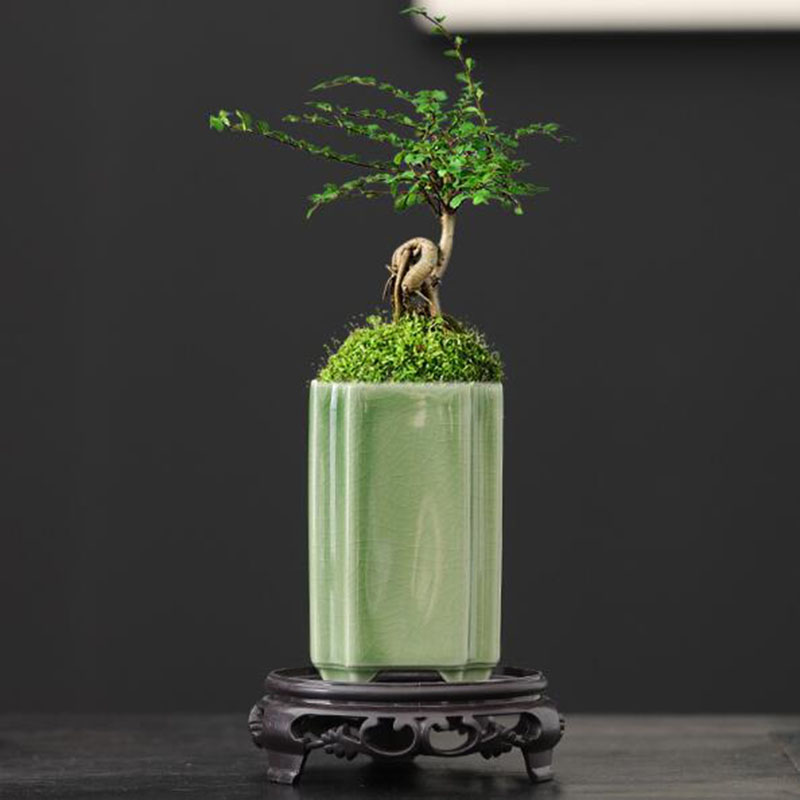 Porcelain Square Celadon Glaze – Pilea Peperomioides recenzja i cena