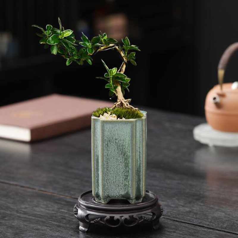 Porcelain Square Celadon Glaze – Pilea Peperomioides recenzja i cena