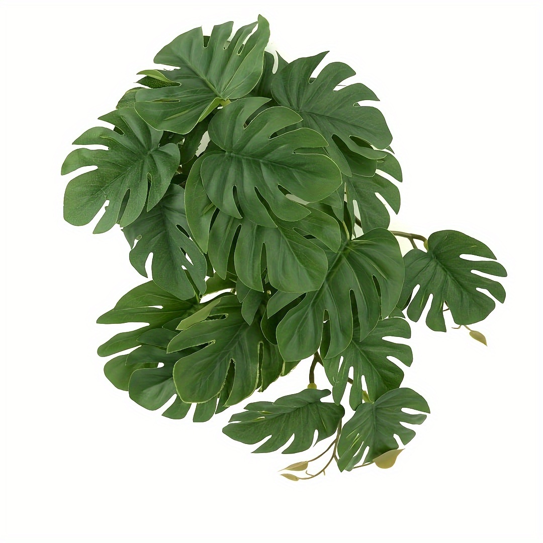 Reptile Plants for Terrarium A – Monstera Adansonii recenzja i cena