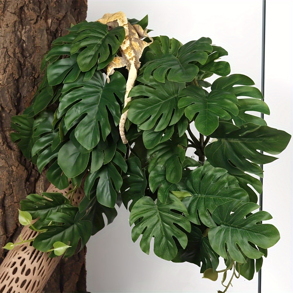 Reptile Plants for Terrarium A – Monstera Adansonii recenzja i cena