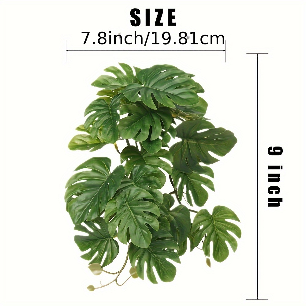 Reptile Plants for Terrarium A – Monstera Adansonii recenzja i cena