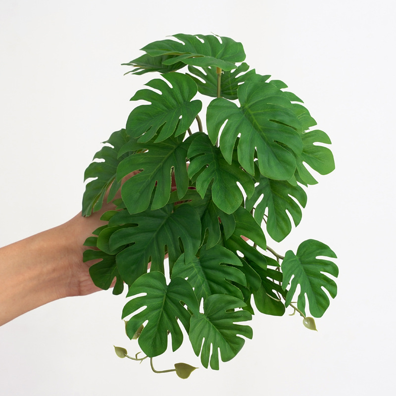 Reptile Plants for Terrarium A – Monstera Adansonii recenzja i cena