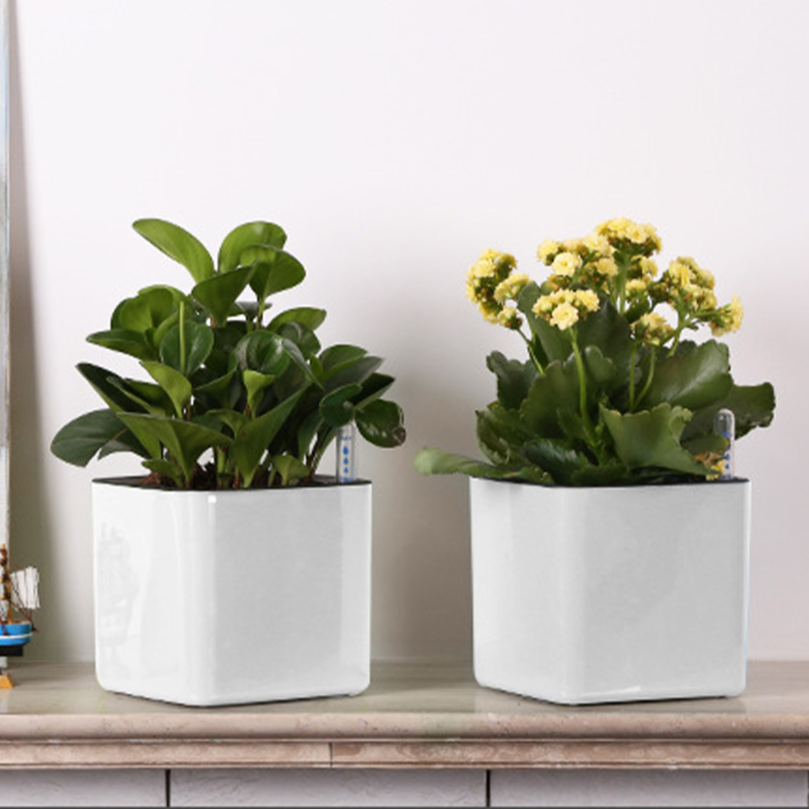 Self Watering Planter Self-wat – Aloe Vera Pot recenzja i cena