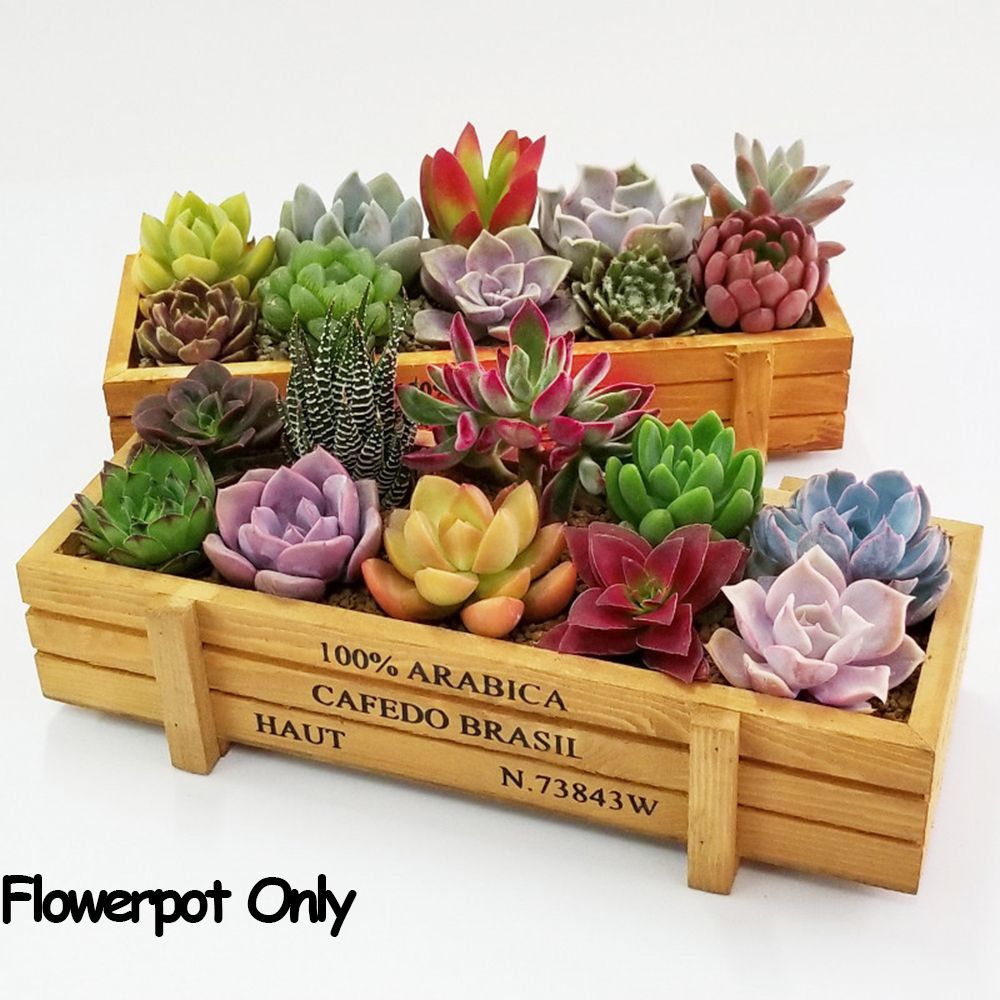1 PC Tools Garden Decor Trough – Pilea Peperomioides recenzja i cena