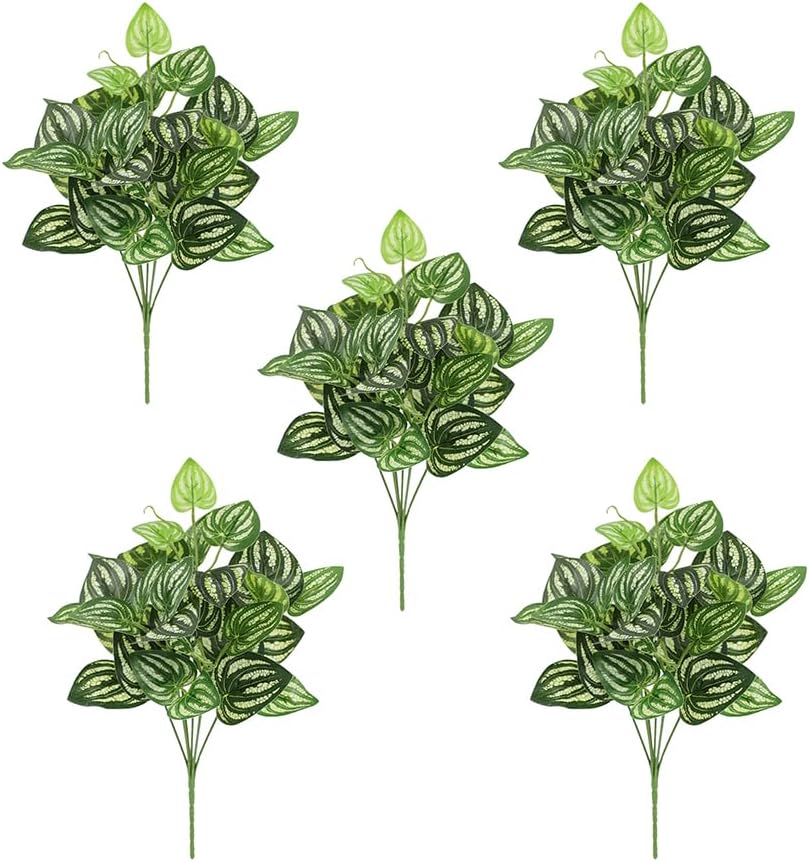 5Pcs Watermelon Peperomia Arti – Peperomia Watermelon recenzja i cena