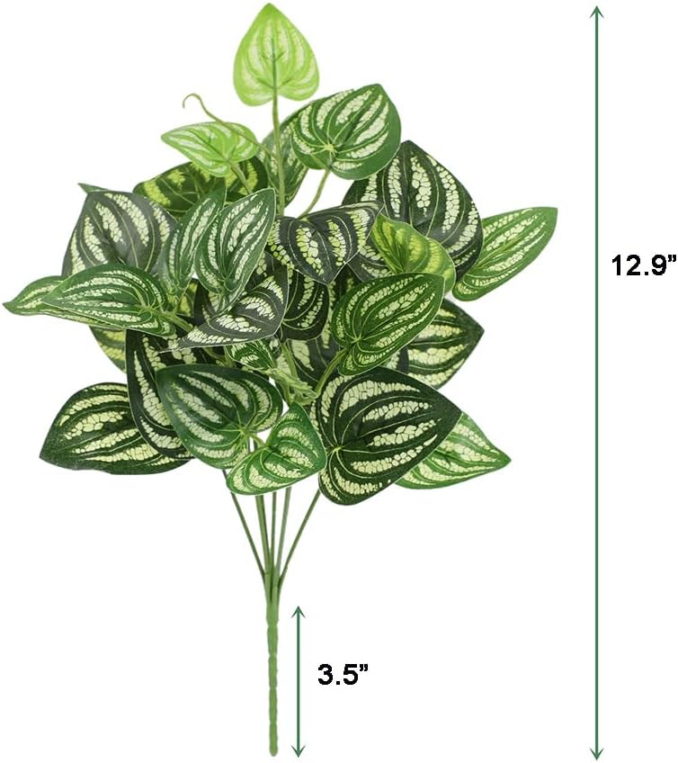 5Pcs Watermelon Peperomia Arti – Peperomia Watermelon recenzja i cena