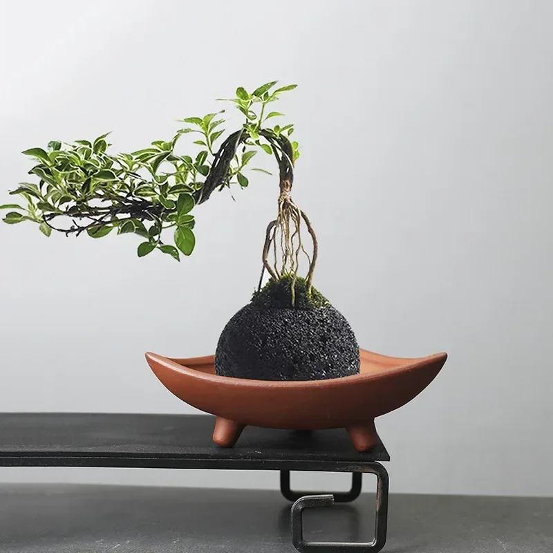 Personalized Ceramic Flower Po – Pilea Peperomioides recenzja i cena