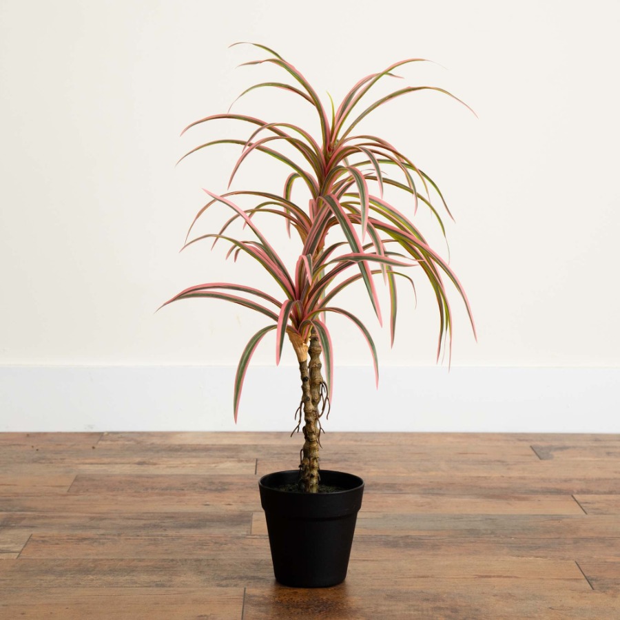 Dracaena Marginata Artificial  – Dracaena Marginata recenzja i cena