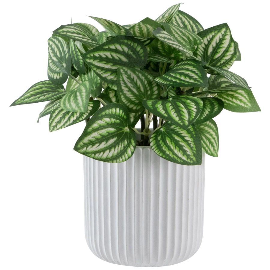 Artificial Watermelon Peperomi – Peperomia Watermelon recenzja i cena