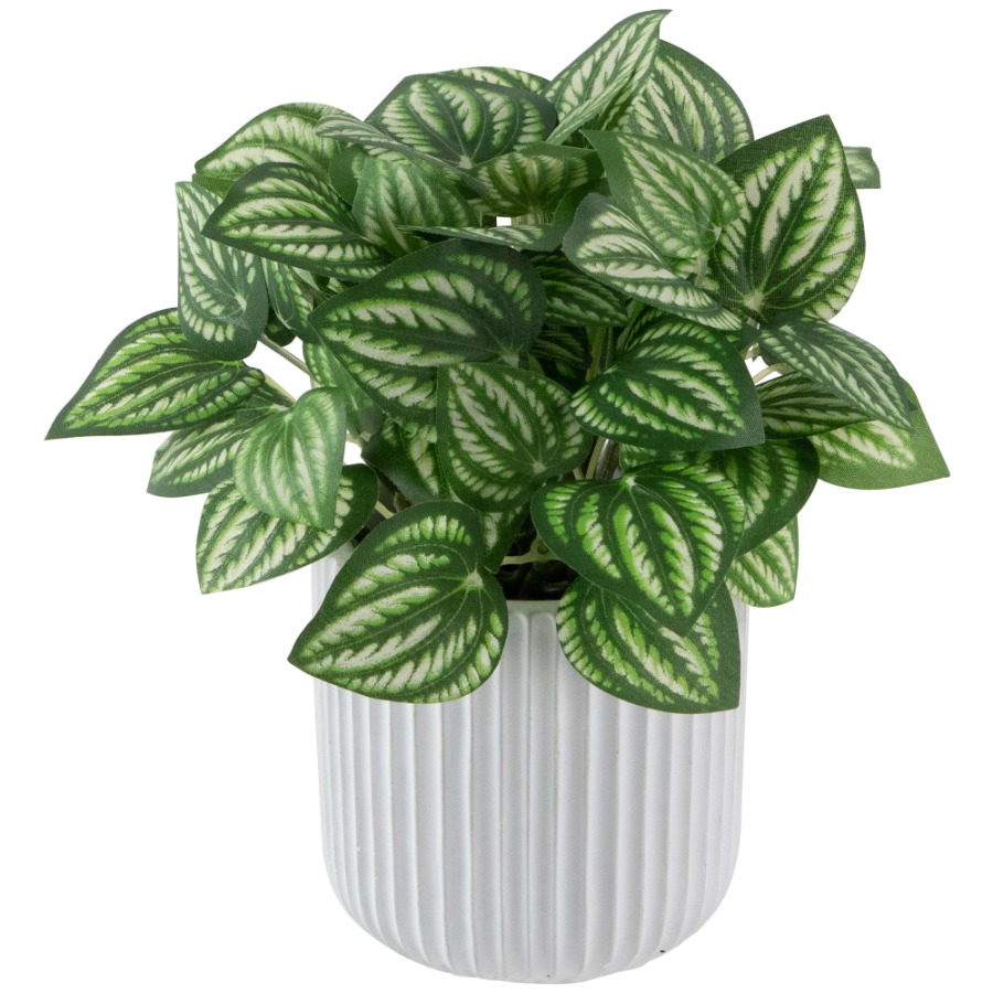 Artificial Watermelon Peperomi – Peperomia Watermelon recenzja i cena