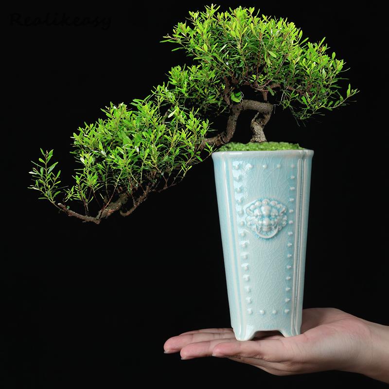 Creative Chinese Ceramic Flowe – Pilea Peperomioides recenzja i cena